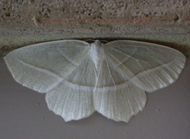 Pale Beauty